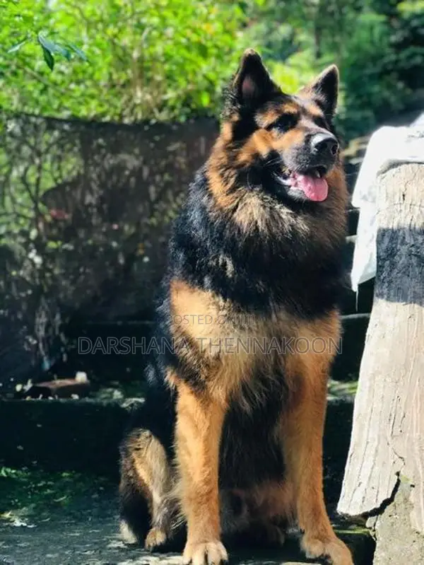 German Shepherd Long Coat Puppies