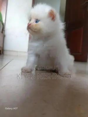 Persian Kittens
