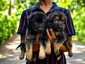 German Shepherd Puppies