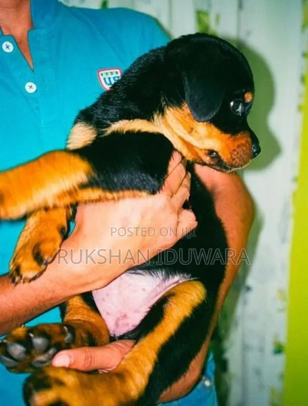 Rottweiler Puppy