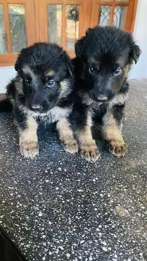 German Shepherd