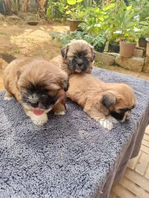 Shih Tzu Puppies
