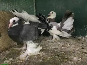 Pigeon