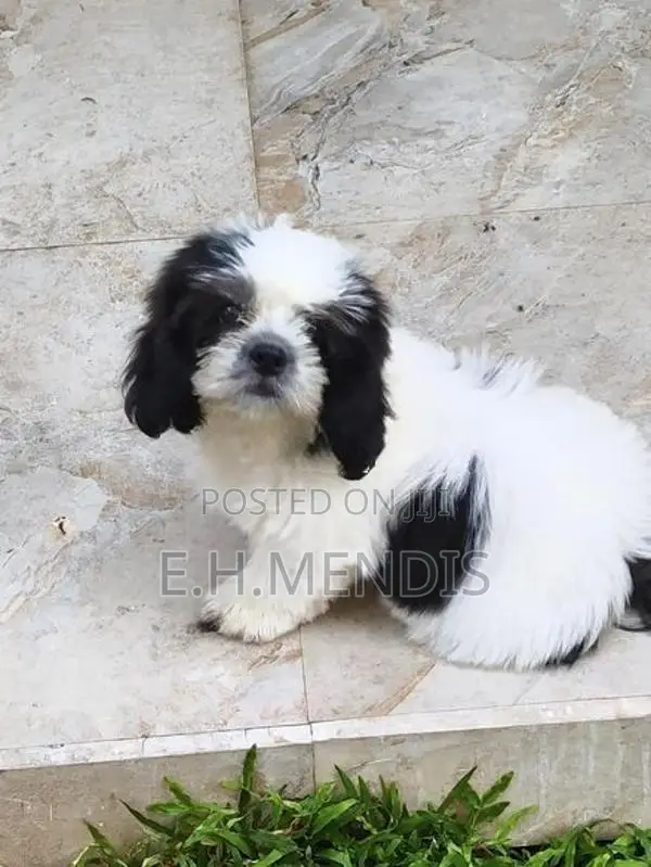 Shih Tzu Puppy