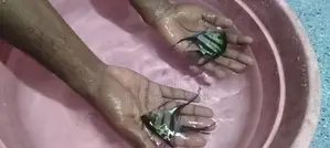 Fishes Set