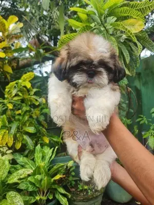Shihtzu Puppy