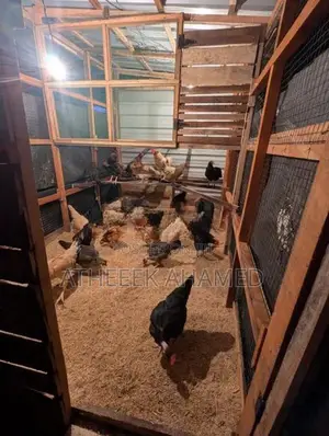Birds Cage