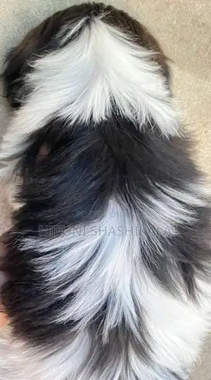 Shih Tzu Puppy