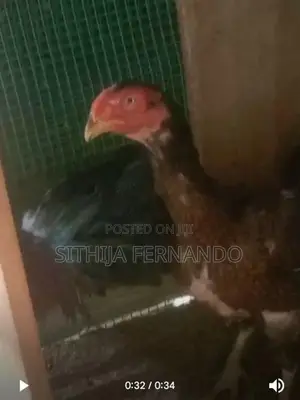 Parrot Beak Long Tail Rooster