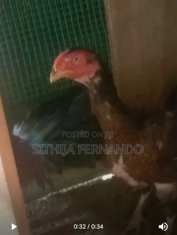 Parrot Beak Long Tail Rooster