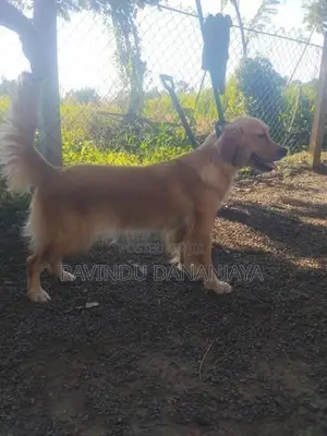 Golden Retriever Female