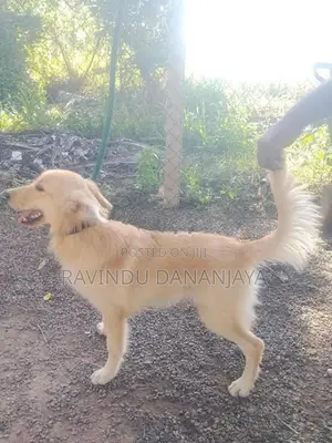 Golden Retriever Female
