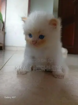 Persian Kittens