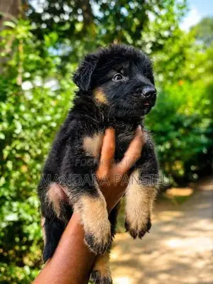 German Shepherd Puppies