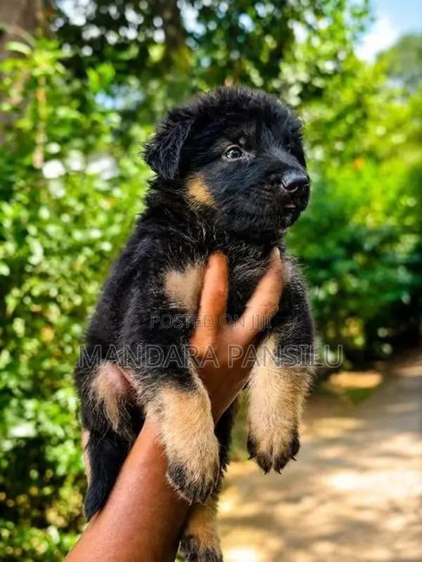 German Shepherd Puppies