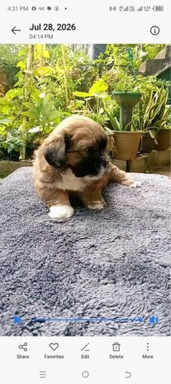 Shih Tzu Puppies