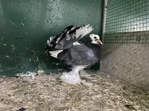 Pigeon