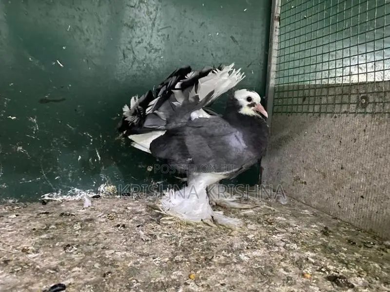 Pigeon
