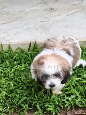 Shih Tzu Puppy