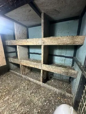Pigeon Cage