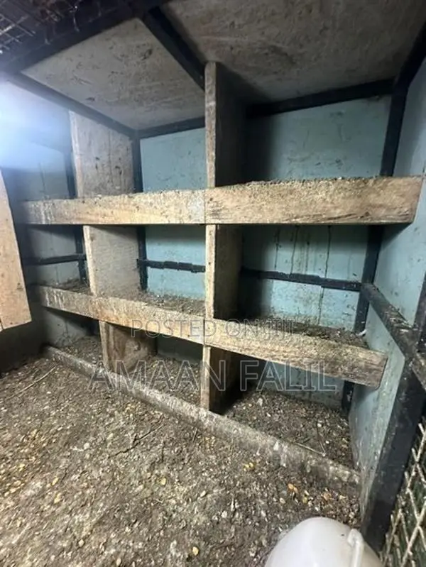 Pigeon Cage