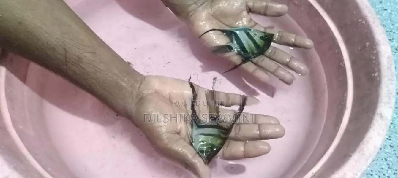 Fishes Set