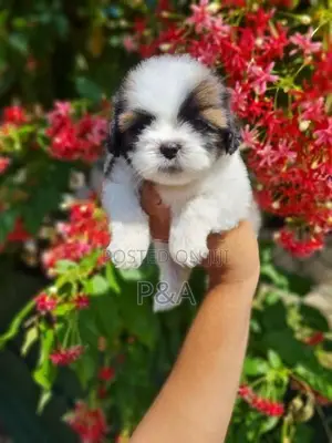 Shihtzu Puppy
