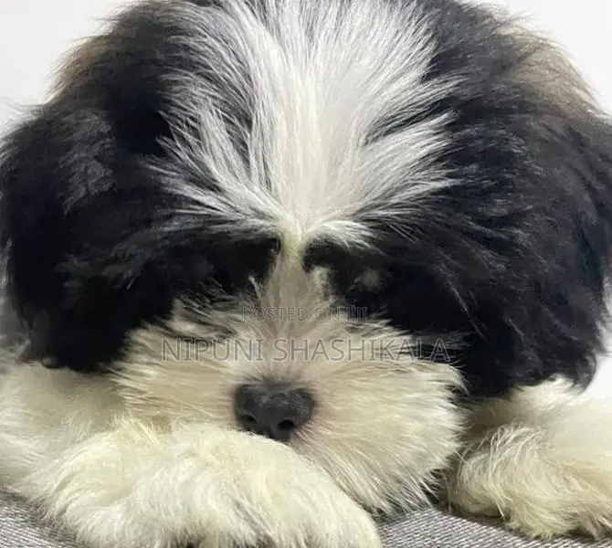 Shih Tzu Puppy