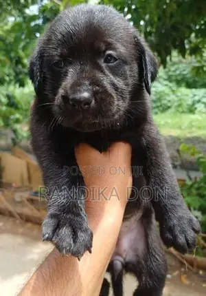 Labrador Puppies