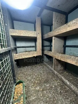 Pigeon Cage