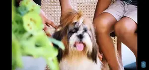 Shihtzu Puppy