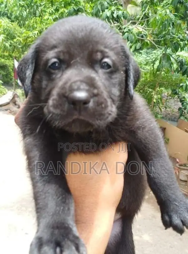 Labrador Puppies