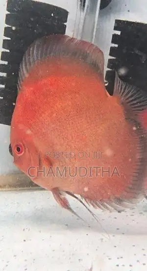 Discus Fish Pair