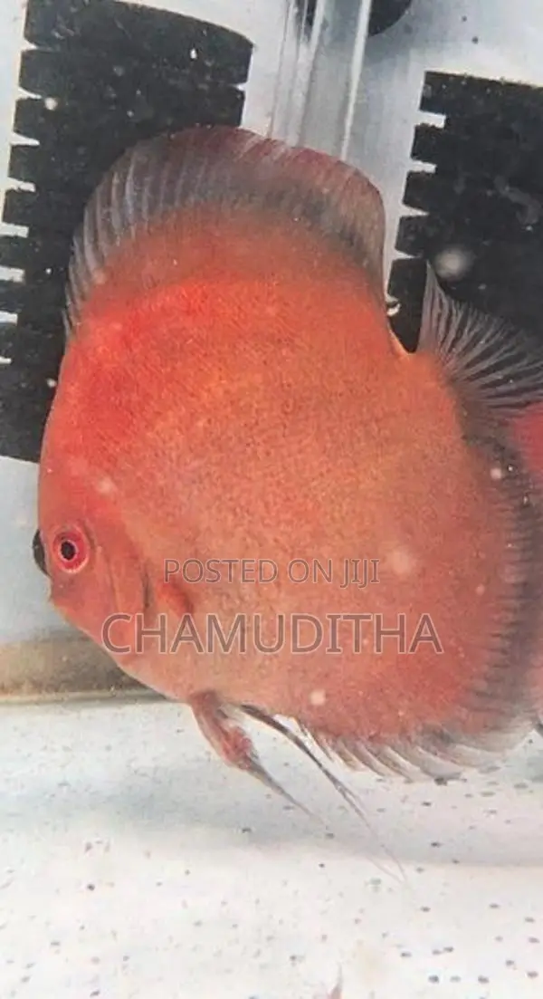 Discus Fish Pair