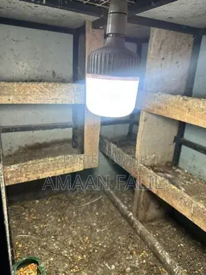 Pigeon Cage