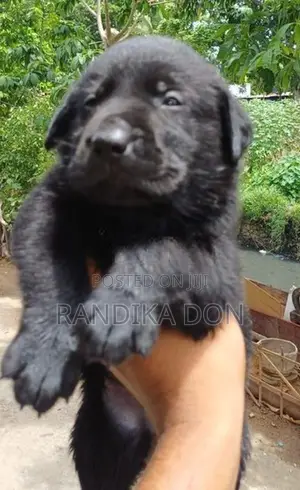 Labrador Puppies