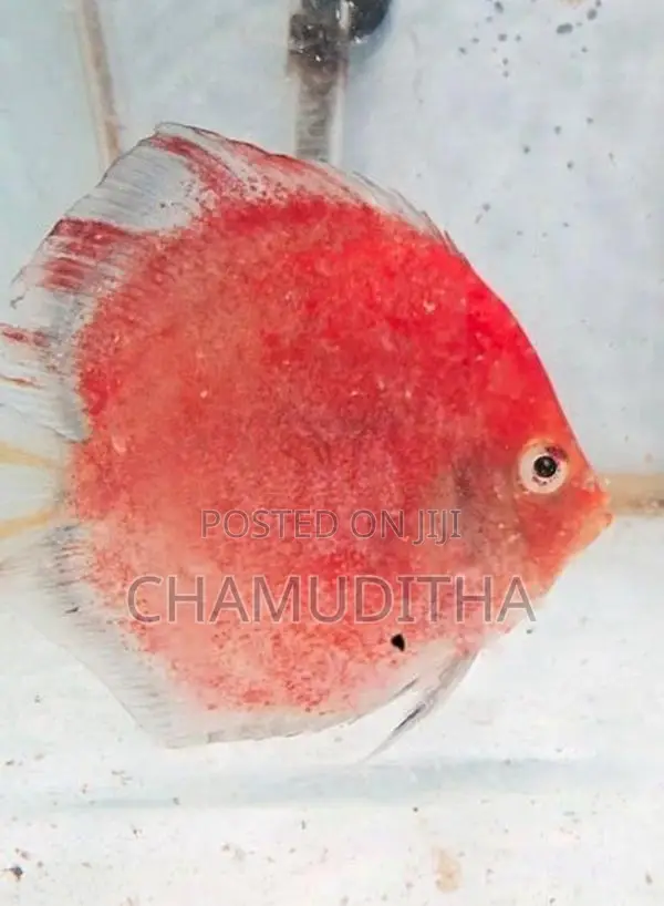 Discus Fish Pair