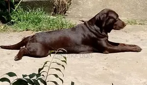 Labrador Puppies
