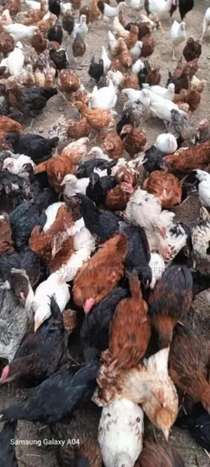 COUNTRY HEN