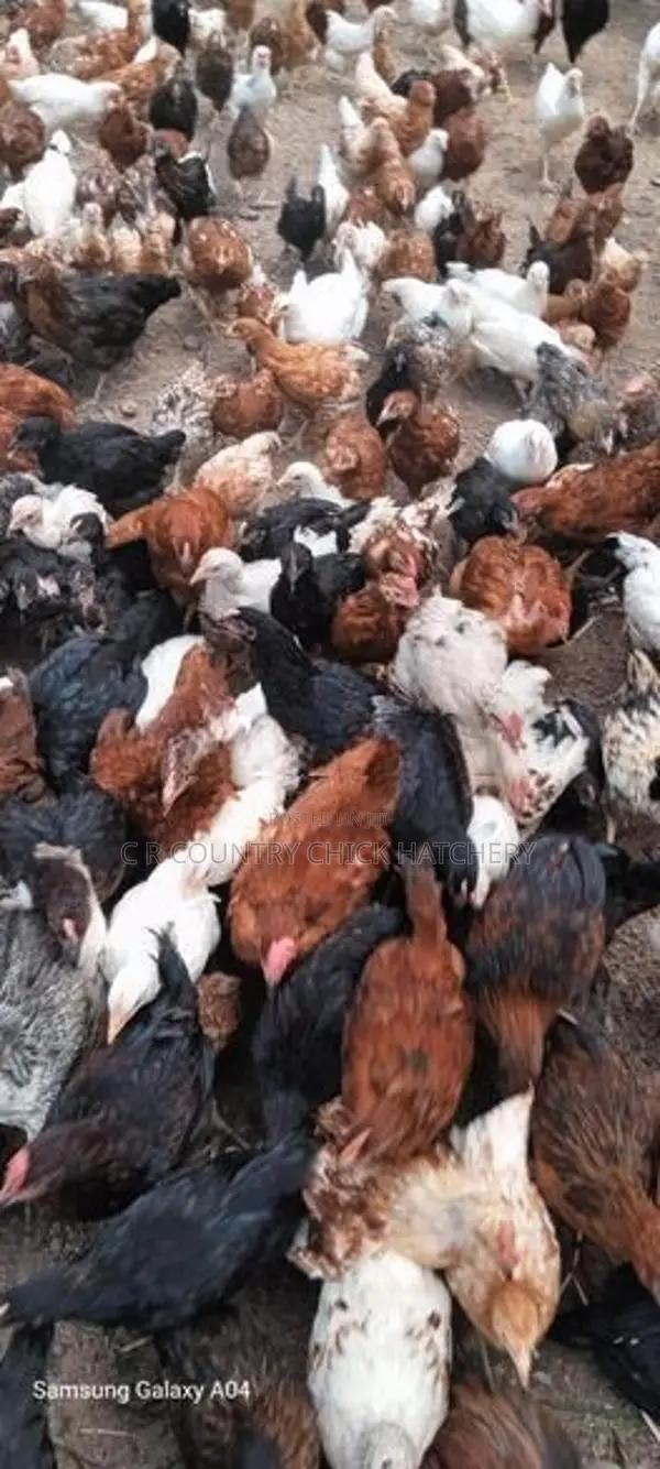 COUNTRY HEN