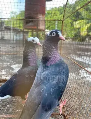 Pigeon