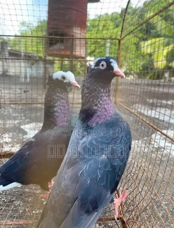 Pigeon
