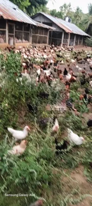 COUNTRY HEN