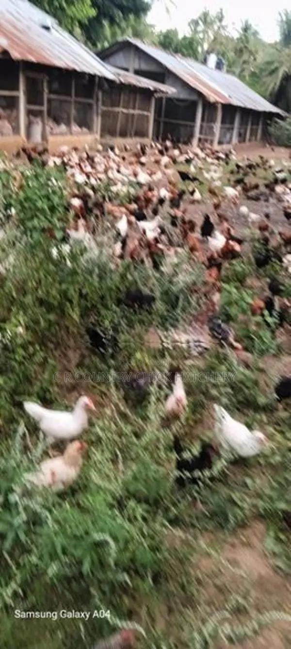 COUNTRY HEN