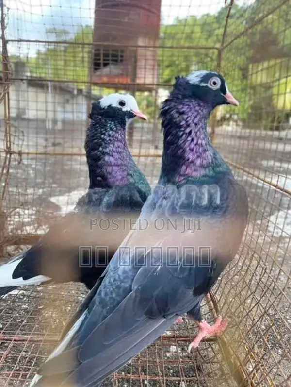 Pigeon