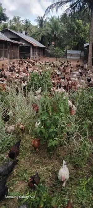 COUNTRY HEN