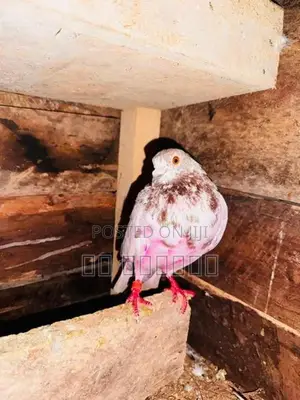 Pigeon