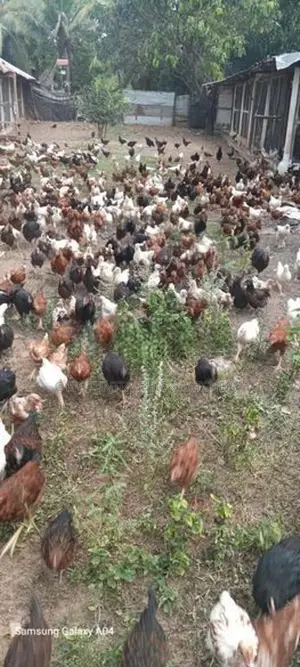 COUNTRY HEN