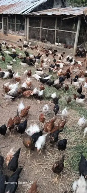 COUNTRY HEN