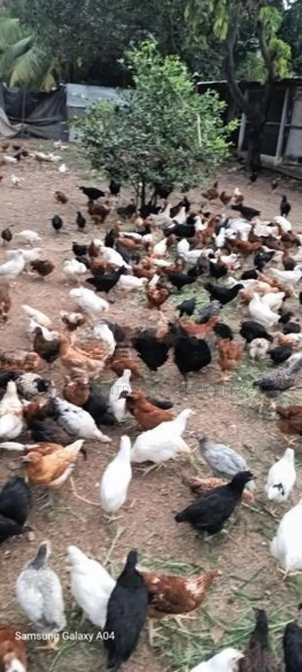 COUNTRY HEN